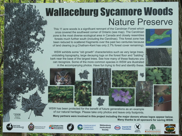 Wallaceburg Sycamore Woods